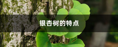 银杏树的特点是什么，怎么种植