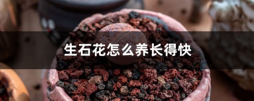 生石花怎么养长得快