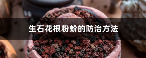 生石花根粉蚧的防治方法