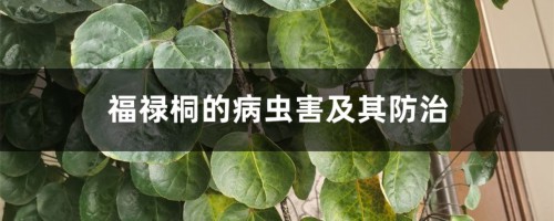 福禄桐的病虫害及其防治