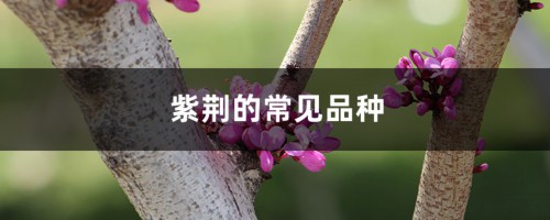 紫荆的常见品种